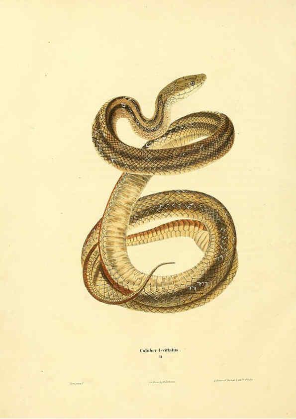Reproducción/Reproduction 6046612006: North American herpetology. v.1 Philadelphia :J. Dobson,1836-1840