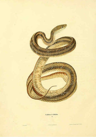 Reproducción/Reproduction 6046612006: North American herpetology. v.1 Philadelphia :J. Dobson,1836-1840