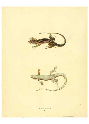 Reproducción/Reproduction 6046056939: North American herpetology. v.1 Philadelphia :J. Dobson,1836-1840