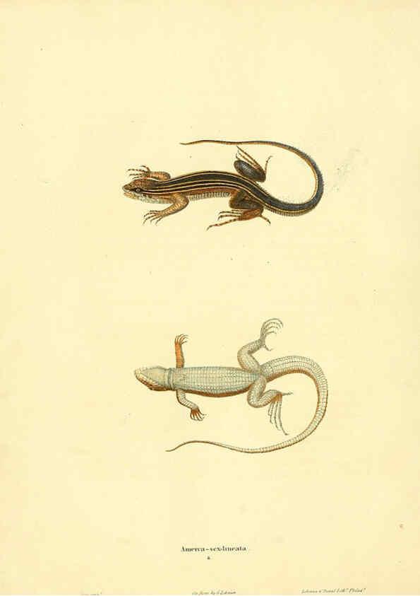Reproducción/Reproduction 6046056939: North American herpetology. v.1 Philadelphia :J. Dobson,1836-1840
