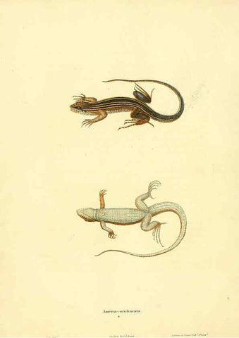 Reproducción/Reproduction 6046056939: North American herpetology. v.1 Philadelphia :J. Dobson,1836-1840