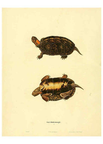 Reproducción/Reproduction 6046056393: North American herpetology. v.1 Philadelphia :J. Dobson,1836-1840