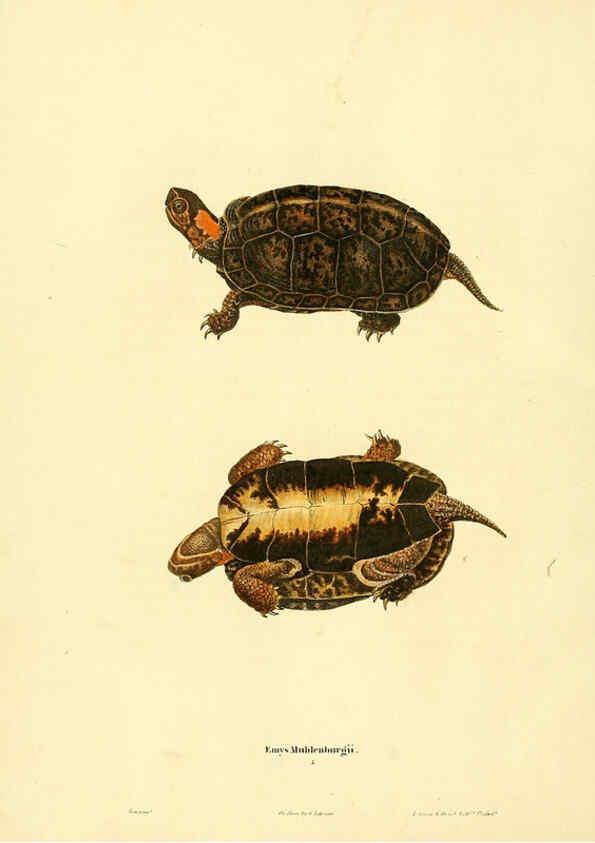 Reproducción/Reproduction 6046056393: North American herpetology. v.1 Philadelphia :J. Dobson,1836-1840