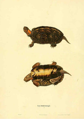 Reproducción/Reproduction 6046056393: North American herpetology. v.1 Philadelphia :J. Dobson,1836-1840
