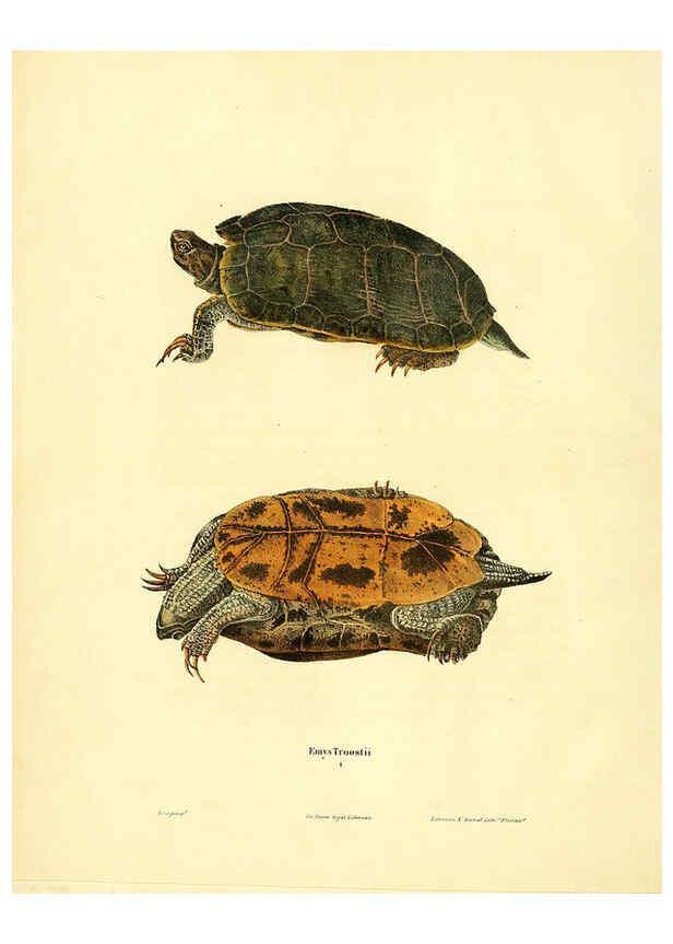 Reproducción/Reproduction 6046605036: North American herpetology. v.1 Philadelphia :J. Dobson,1836-1840