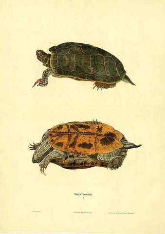 Reproducción/Reproduction 6046605036: North American herpetology. v.1 Philadelphia :J. Dobson,1836-1840