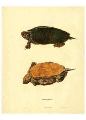 Reproducción/Reproduction 6046604670: North American herpetology. v.1 Philadelphia :J. Dobson,1836-1840