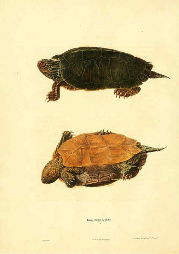 Reproducción/Reproduction 6046604670: North American herpetology. v.1 Philadelphia :J. Dobson,1836-1840