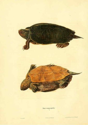 Reproducción/Reproduction 6046604670: North American herpetology. v.1 Philadelphia :J. Dobson,1836-1840