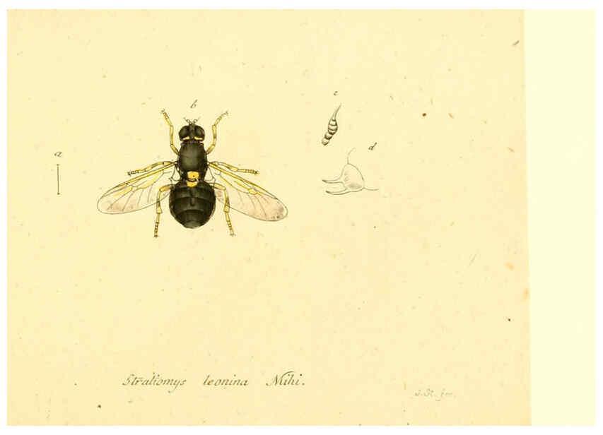 Reproducción/Reproduction 6046277626: Fauna Germanica, Diptera Nuremberg? :s.n.,between 1793 and 1805? 