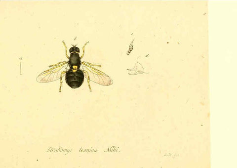 Reproducción/Reproduction 6046277626: Fauna Germanica, Diptera Nuremberg? :s.n.,between 1793 and 1805? 
