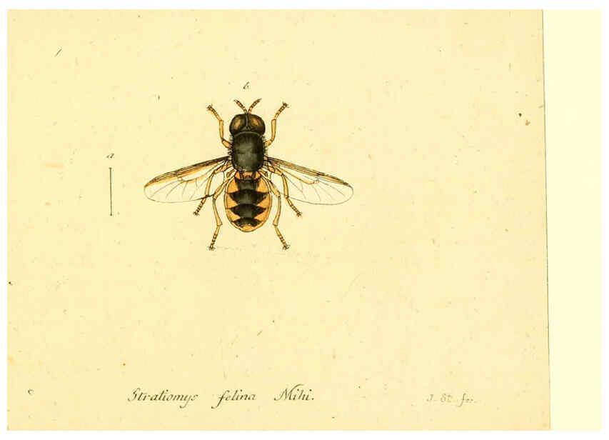 Reproducción/Reproduction 6045728529: Fauna Germanica, Diptera Nuremberg? :s.n.,between 1793 and 1805? 