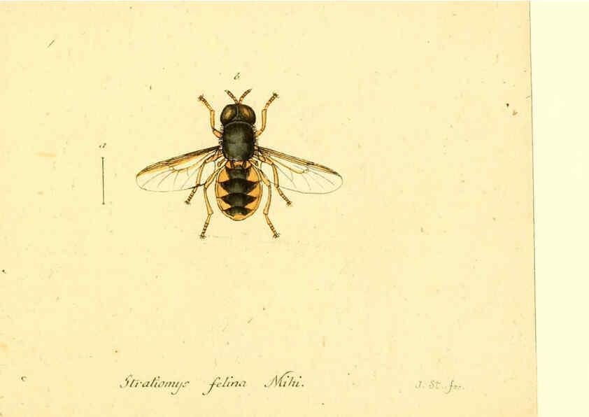 Reproducción/Reproduction 6045728529: Fauna Germanica, Diptera Nuremberg? :s.n.,between 1793 and 1805? 