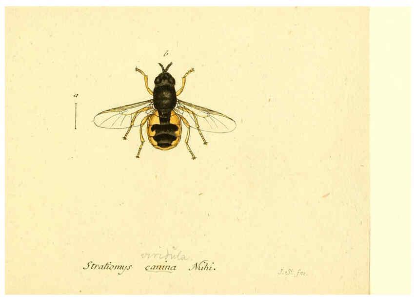Reproducción/Reproduction 6045728915: Fauna Germanica, Diptera Nuremberg? :s.n.,between 1793 and 1805? 