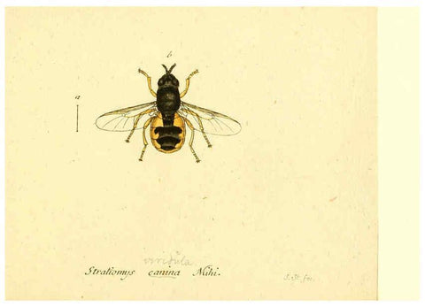 Reproducción/Reproduction 6045728915: Fauna Germanica, Diptera Nuremberg? :s.n.,between 1793 and 1805? 