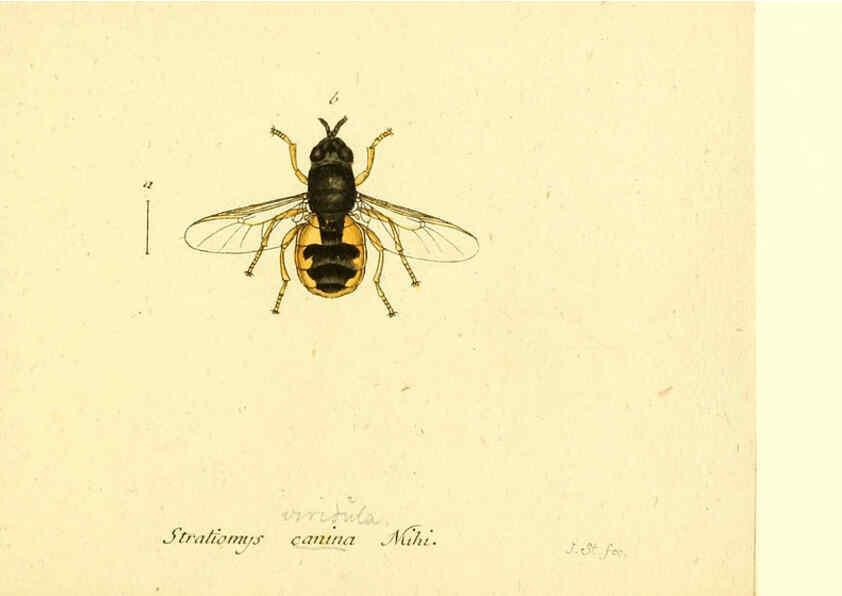Reproducción/Reproduction 6045728915: Fauna Germanica, Diptera Nuremberg? :s.n.,between 1793 and 1805? 