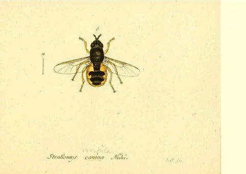 Reproducción/Reproduction 6045728915: Fauna Germanica, Diptera Nuremberg? :s.n.,between 1793 and 1805? 