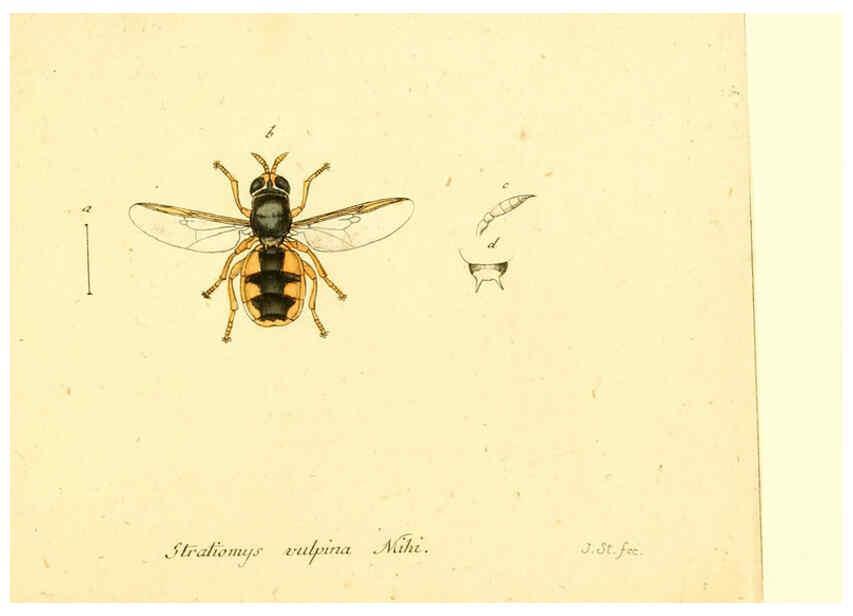 Reproducción/Reproduction 6046278458: Fauna Germanica, Diptera Nuremberg? :s.n.,between 1793 and 1805? 