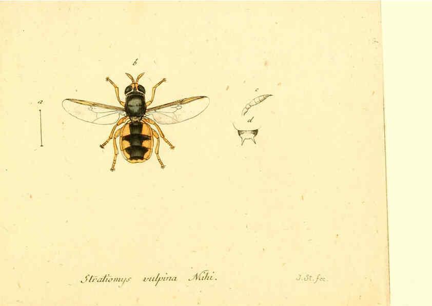 Reproducción/Reproduction 6046278458: Fauna Germanica, Diptera Nuremberg? :s.n.,between 1793 and 1805? 