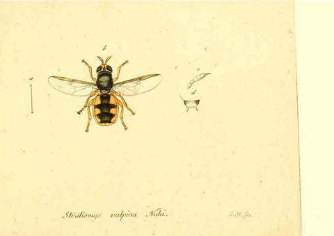Reproducción/Reproduction 6046278458: Fauna Germanica, Diptera Nuremberg? :s.n.,between 1793 and 1805? 
