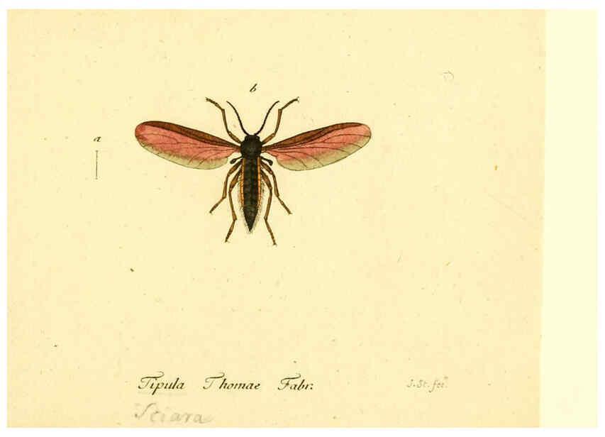 Reproducción/Reproduction 6045729369: Fauna Germanica, Diptera Nuremberg? :s.n.,between 1793 and 1805? 