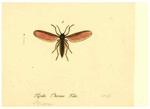 Reproducción/Reproduction 6045729369: Fauna Germanica, Diptera Nuremberg? :s.n.,between 1793 and 1805? 