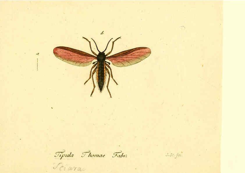 Reproducción/Reproduction 6045729369: Fauna Germanica, Diptera Nuremberg? :s.n.,between 1793 and 1805? 