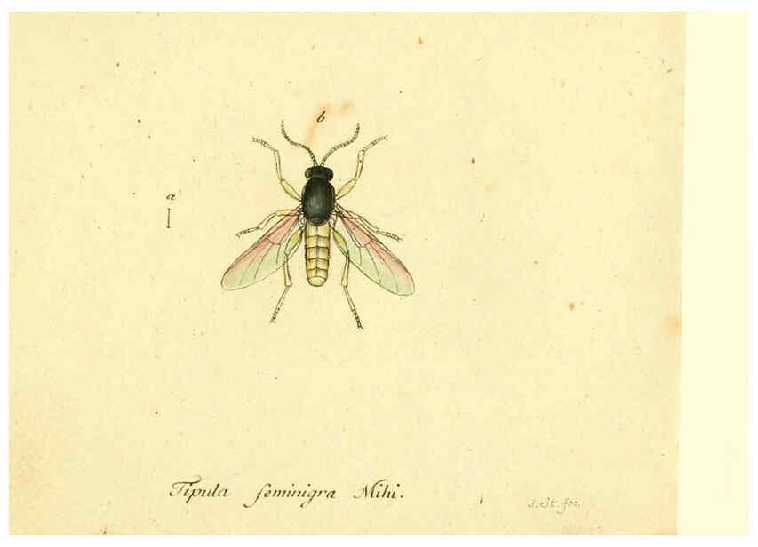 Reproducción/Reproduction 6045729579: Fauna Germanica, Diptera Nuremberg? :s.n.,between 1793 and 1805? 