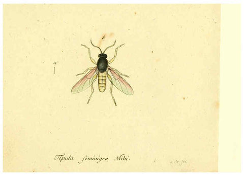 Reproducción/Reproduction 6045729579: Fauna Germanica, Diptera Nuremberg? :s.n.,between 1793 and 1805? 