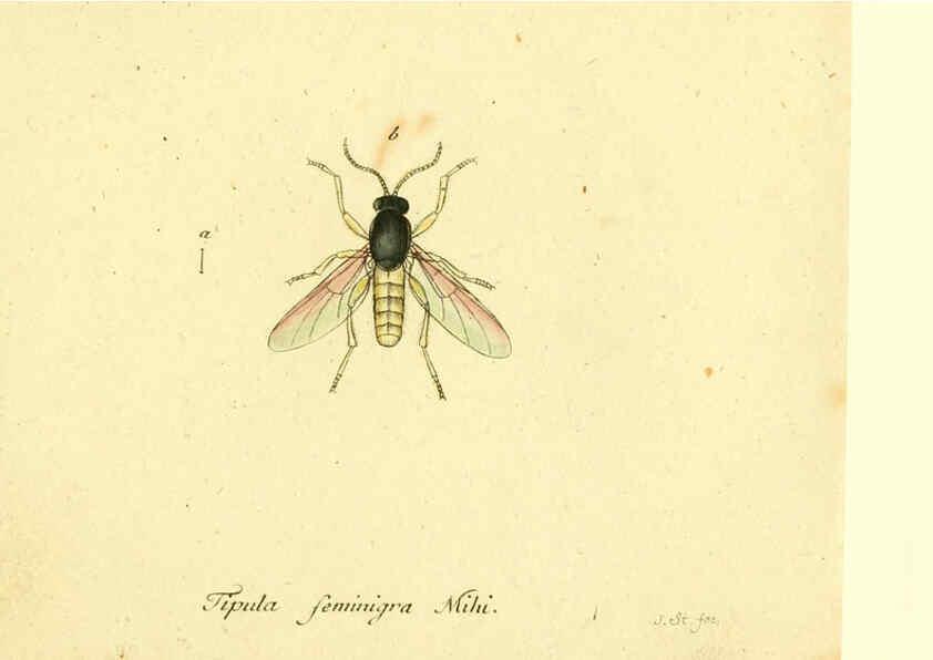 Reproducción/Reproduction 6045729579: Fauna Germanica, Diptera Nuremberg? :s.n.,between 1793 and 1805? 