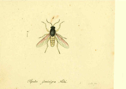 Reproducción/Reproduction 6045729579: Fauna Germanica, Diptera Nuremberg? :s.n.,between 1793 and 1805? 