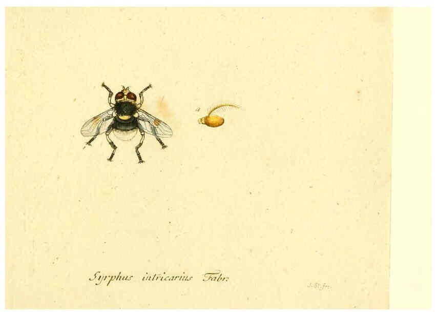 Reproducción/Reproduction 6045729847: Fauna Germanica, Diptera Nuremberg? :s.n.,between 1793 and 1805? 