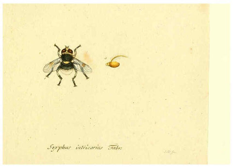 Reproducción/Reproduction 6045729847: Fauna Germanica, Diptera Nuremberg? :s.n.,between 1793 and 1805? 