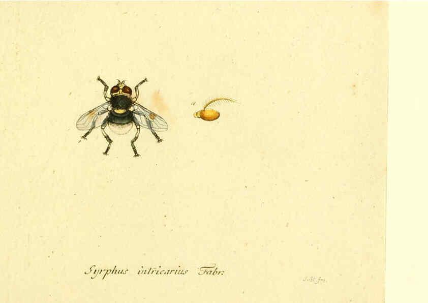 Reproducción/Reproduction 6045729847: Fauna Germanica, Diptera Nuremberg? :s.n.,between 1793 and 1805? 