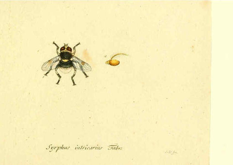 Reproducción/Reproduction 6045729847: Fauna Germanica, Diptera Nuremberg? :s.n.,between 1793 and 1805? 