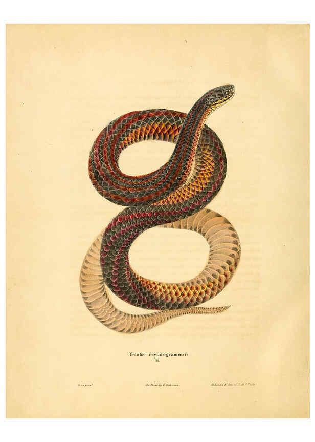 Reproducción/Reproduction 6046063029: North American herpetology. v.1 Philadelphia :J. Dobson,1836-1840