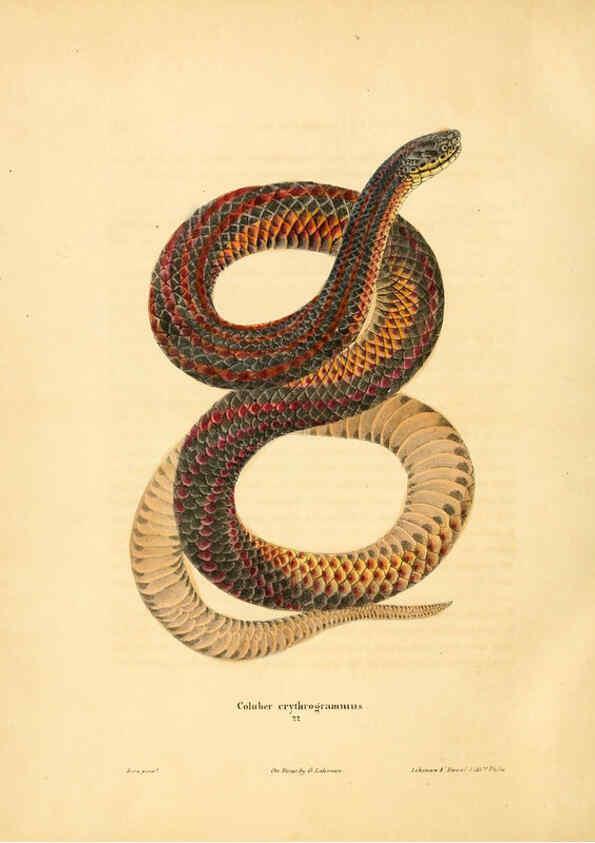 Reproducción/Reproduction 6046063029: North American herpetology. v.1 Philadelphia :J. Dobson,1836-1840