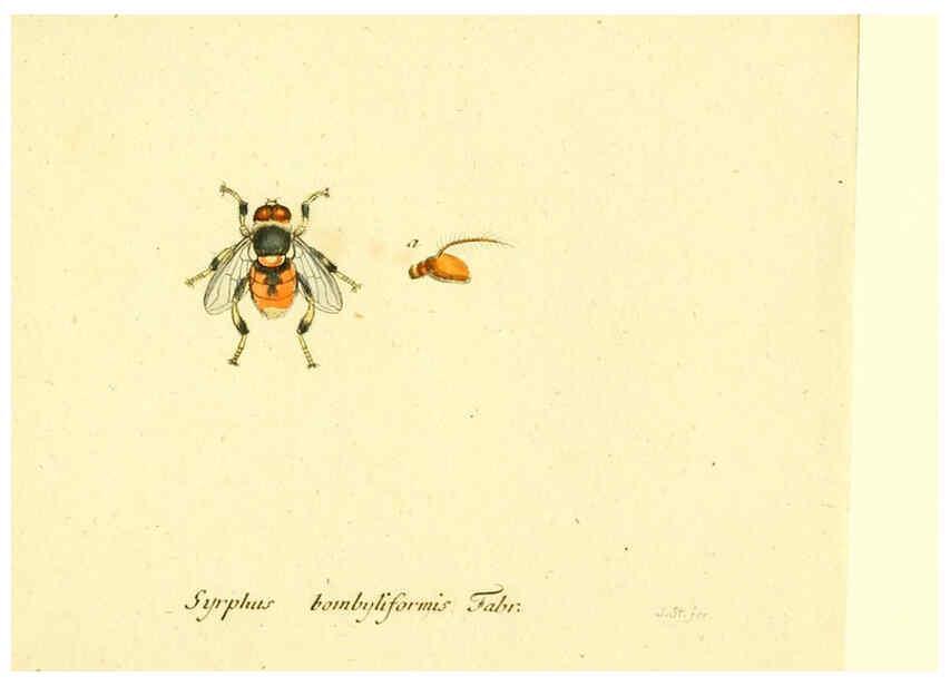 Reproducción/Reproduction 6045730743: Fauna Germanica, Diptera Nuremberg? :s.n.,between 1793 and 1805? 