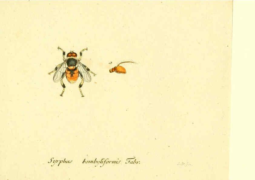 Reproducción/Reproduction 6045730743: Fauna Germanica, Diptera Nuremberg? :s.n.,between 1793 and 1805? 