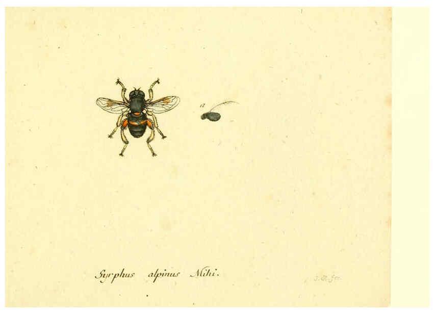 Reproducción/Reproduction 6046280850: Fauna Germanica, Diptera Nuremberg? :s.n.,between 1793 and 1805? 