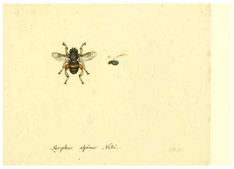 Reproducción/Reproduction 6046280850: Fauna Germanica, Diptera Nuremberg? :s.n.,between 1793 and 1805? 