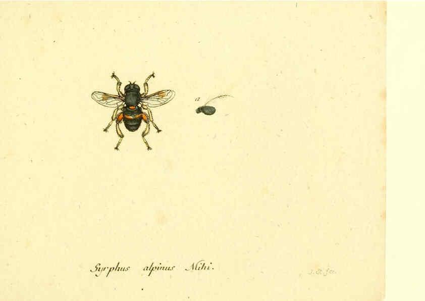 Reproducción/Reproduction 6046280850: Fauna Germanica, Diptera Nuremberg? :s.n.,between 1793 and 1805? 