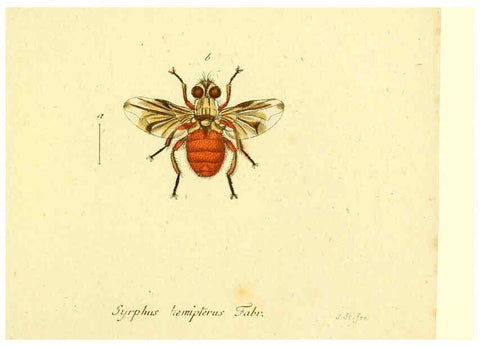 Reproducción/Reproduction 6045731687: Fauna Germanica, Diptera Nuremberg? :s.n.,between 1793 and 1805? 