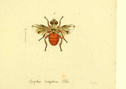 Reproducción/Reproduction 6045731687: Fauna Germanica, Diptera Nuremberg? :s.n.,between 1793 and 1805? 