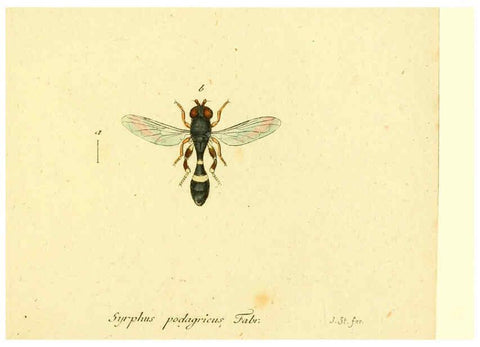 Reproducción/Reproduction 6046281398: Fauna Germanica, Diptera Nuremberg? :s.n.,between 1793 and 1805? 