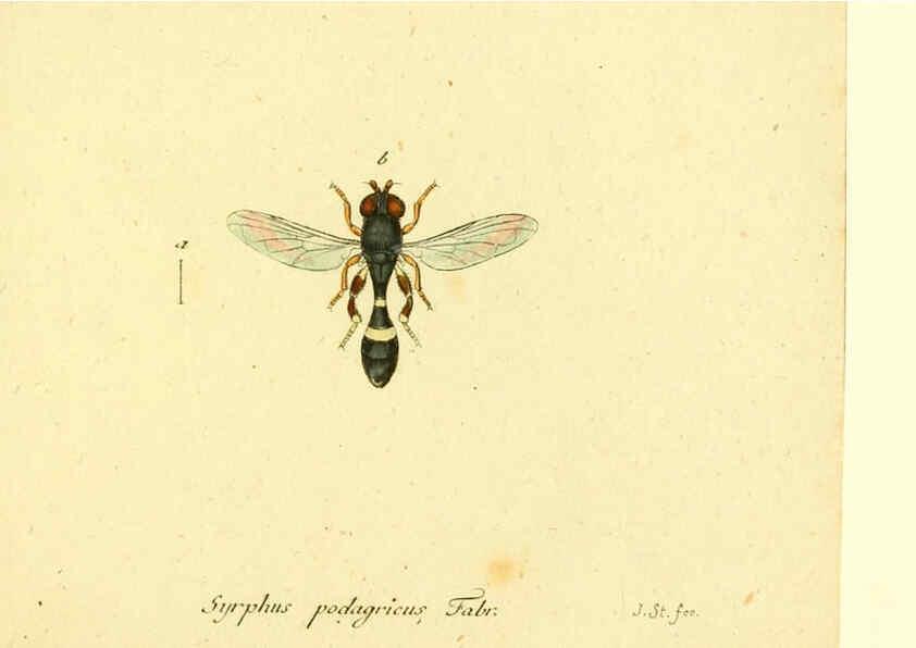 Reproducción/Reproduction 6046281398: Fauna Germanica, Diptera Nuremberg? :s.n.,between 1793 and 1805? 