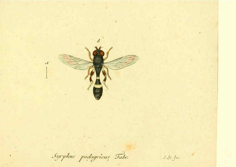 Reproducción/Reproduction 6046281398: Fauna Germanica, Diptera Nuremberg? :s.n.,between 1793 and 1805? 
