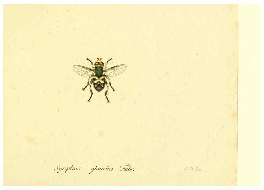 Reproducción/Reproduction 6046281648: Fauna Germanica, Diptera Nuremberg? :s.n.,between 1793 and 1805? 