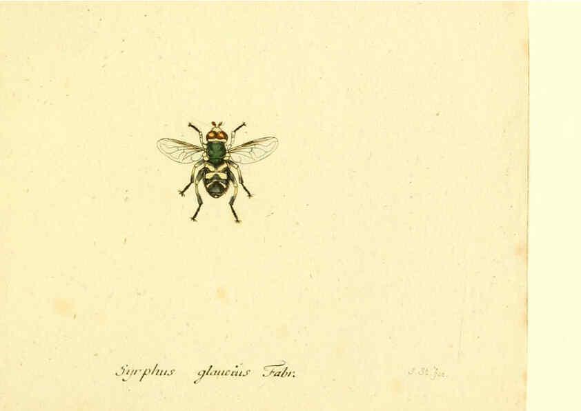 Reproducción/Reproduction 6046281648: Fauna Germanica, Diptera Nuremberg? :s.n.,between 1793 and 1805? 