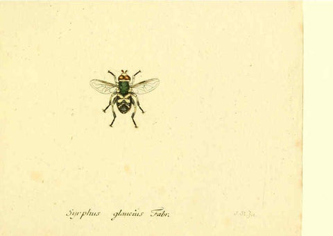 Reproducción/Reproduction 6046281648: Fauna Germanica, Diptera Nuremberg? :s.n.,between 1793 and 1805? 